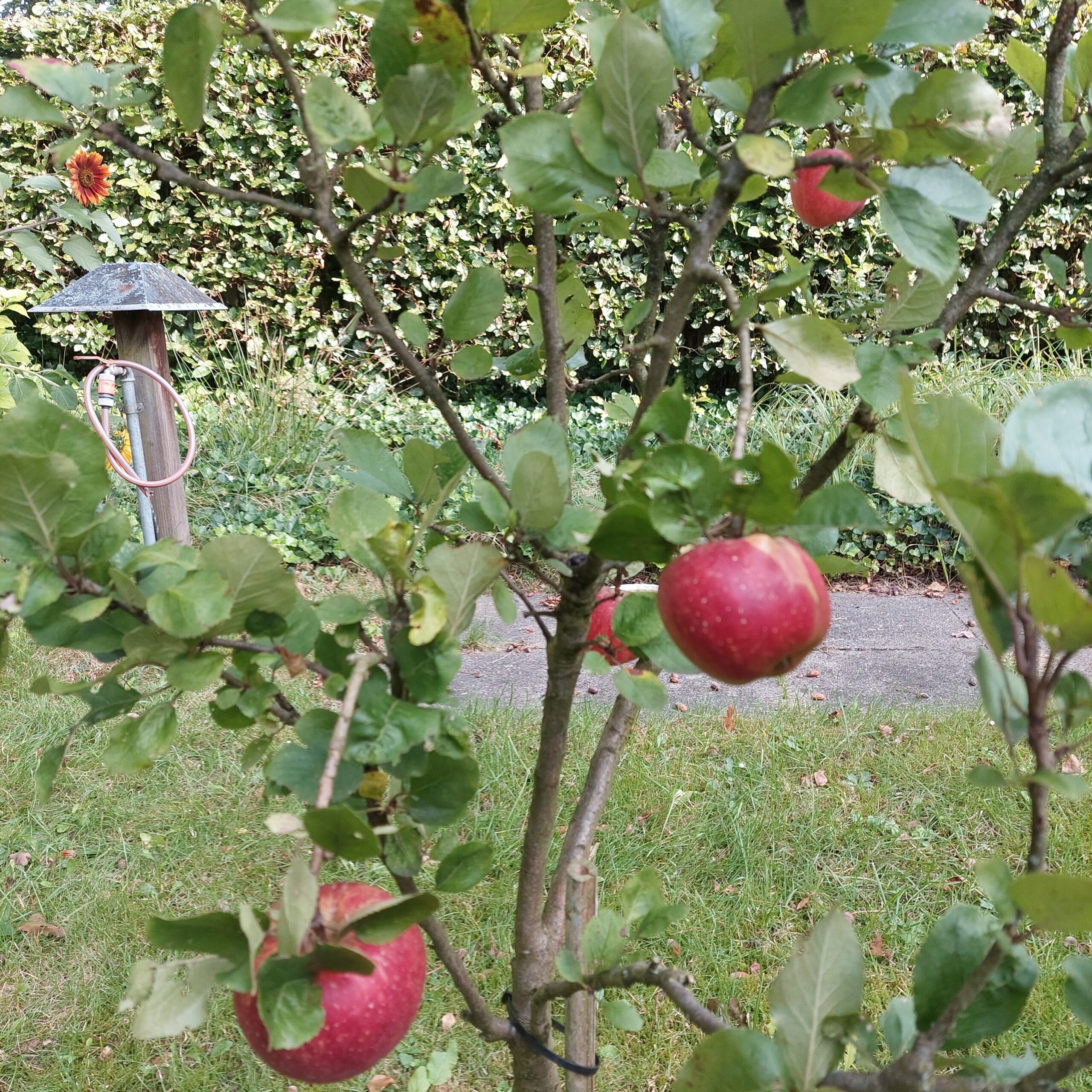 elstar-aepfel-apfelbaum-naschbaum-september-2023